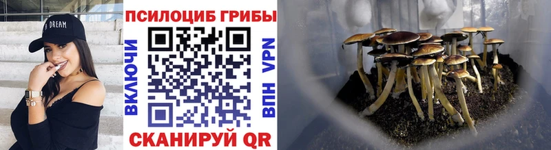 Купить закладки  Серафимович  Псилоцибиновые грибы прущие грибы 